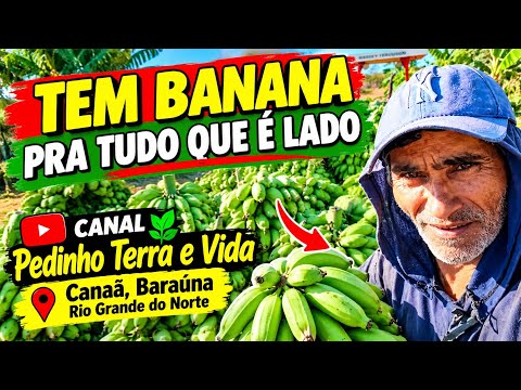     😱🍌 QUE COLHEITA! TEM BANANA PARA TODO LADO!