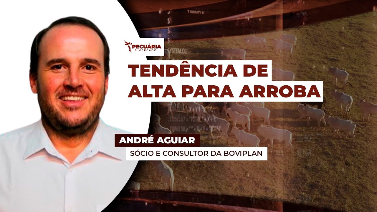 Mercado do boi gordo passa por momento de recuperação da arroba