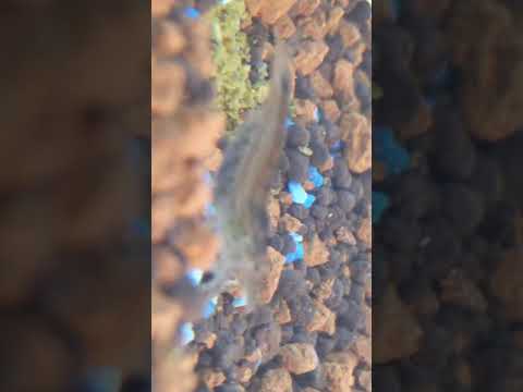 3 berried/ pregnant Amano shrimps