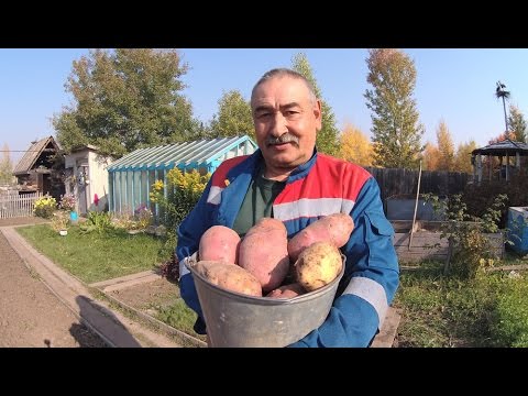 , title : 'Посадка картофеля  Способ посадки картофеля для получения  высокого урожая  От А до Я'