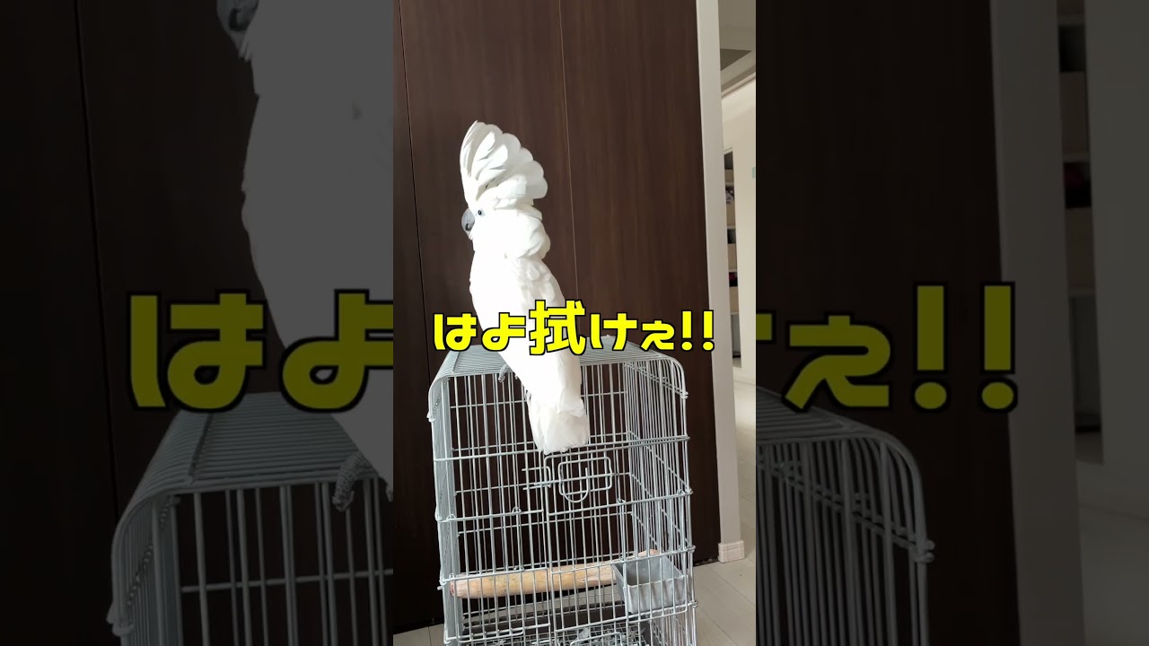 掃除中なのに、ゆきまる氏の圧が強すぎた #shorts