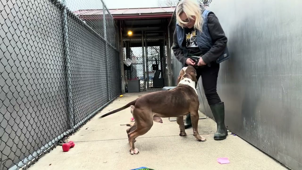 Rizzo, a ADOPTABLE Pit Bull Terrier in Chicago, IL video 5/5