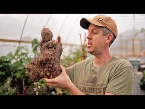 Why are TRUE Yams Such an Incredible Survival Crop?