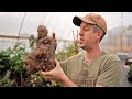 Why Are TRUE Yams Such An Incredible Survival Crop