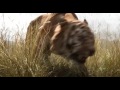 Trailer El Libro De La Selva Subtitulado Al Español HD