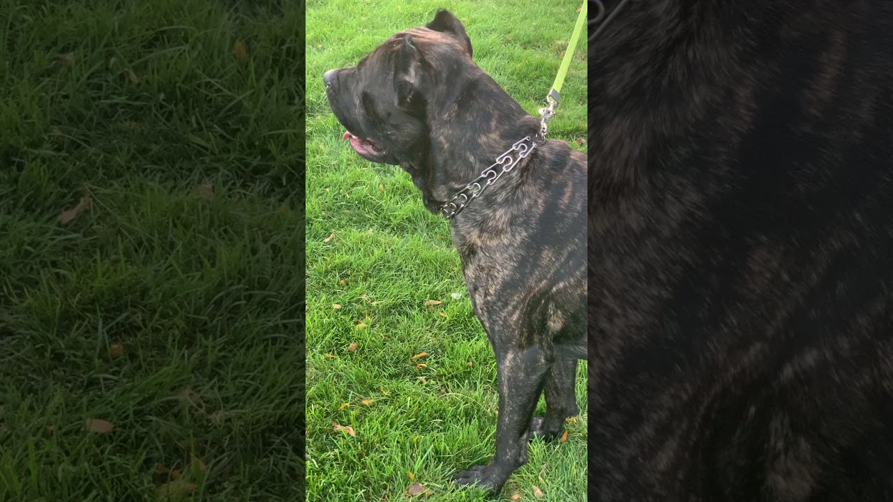 Magnificent 160 lb Cane Corso 🦍🔥🔥