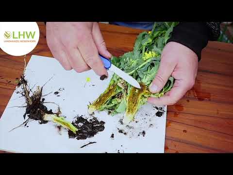 Feldtag 2021 des LHW - 7. Raps (7/7)