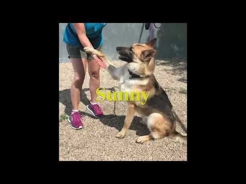 Meet Sunny a German Shepherd currently available for adoption! 12/6/2022 12:18:41 PM