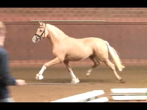 3. Ponyforum Hengsttage MR. MIAGI S v. FS Mr. Right - Don William