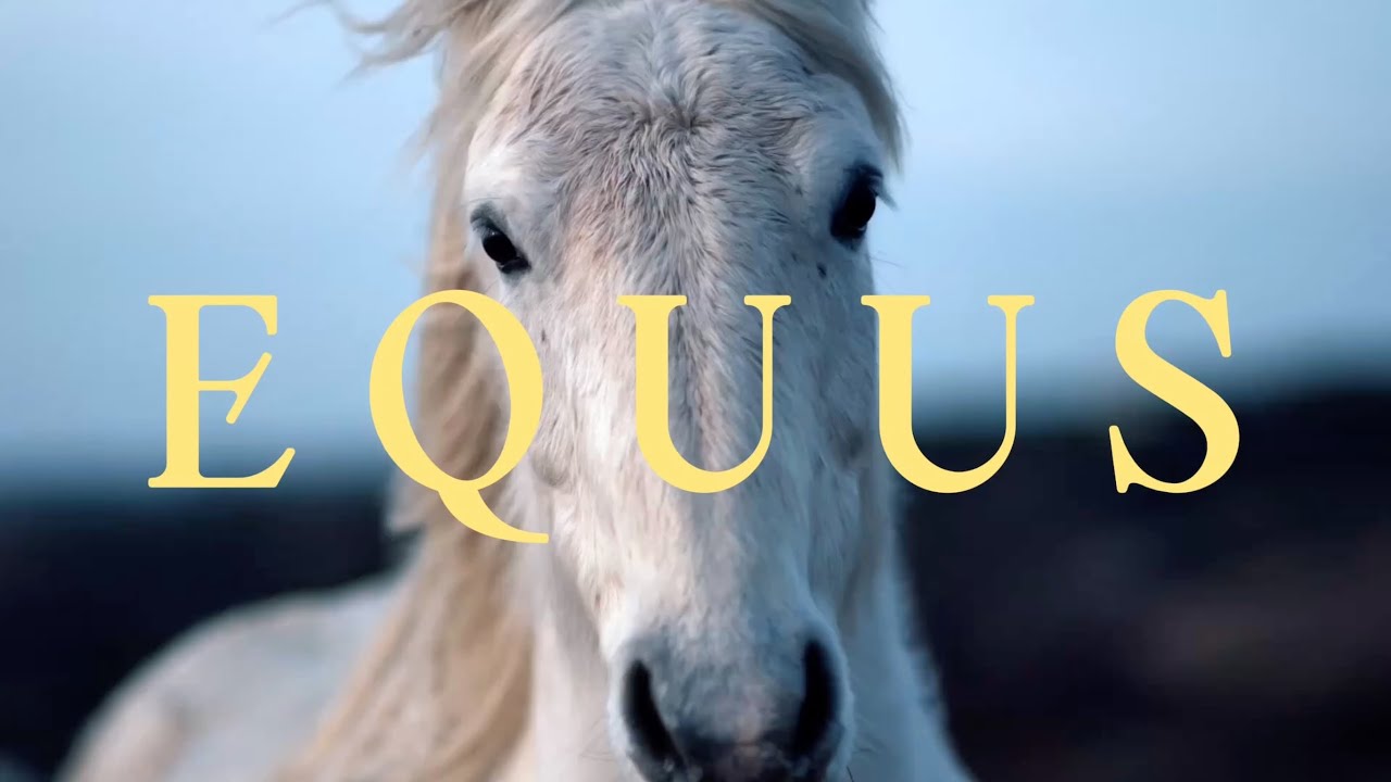 Equus Ferus Caballus 4K - Most Beautiful Horse Breeds - Relaxation music