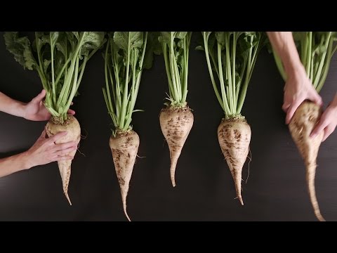 Unkrautfreie Zuckerrüben | IGP