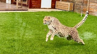 Герда трепет нервы пуме Месси, дразнит его! Эти интересные отношения между п?