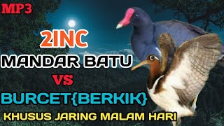 Download lagu MP3||suara burung mandar batu dan burcet/bekikik mp3 Download lagu MP3||suara burung mandar batu dan burcet/bekikik mp3