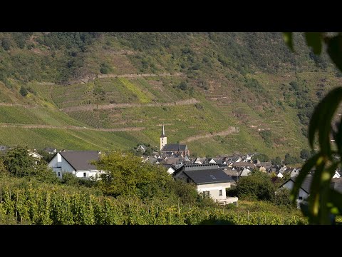 Wandelen langs de Moezel - Moselsteig etappe 16 - Neef-Ediger Eller