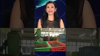 Nepal Tea Crisis Puts 60,000 Jobs at Risk | Spotlight | N18G
