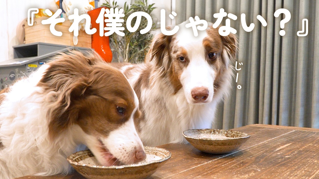 食べ終わったのにまだ食べてない顔をする弟犬がこちらです…😂💦【ボーダーコリー・オーストラリアンシェパード】