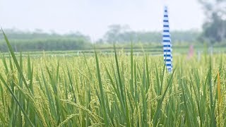 Download lagu Suasana alam yang menenangkan, suara burung, angin, dan serangga di sawah. mp3