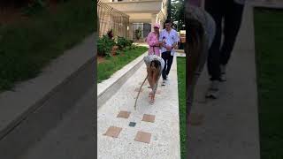 FINAL EPICO! 😜 Videos de risas! Si te ries pierdes!🤣 #shorts #tiktok