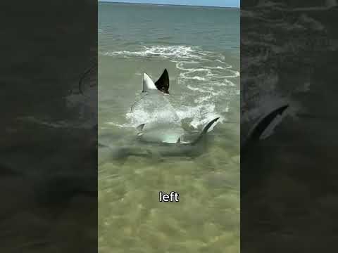 shark 🦈 vs 🐠 manta ray