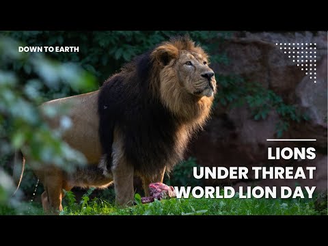 World Lion Day 2023 : How do we conserve our Asiatic Lions?