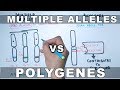 Multiple Alleles and Polygenes