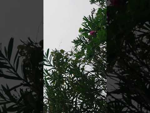 キョウチクトウはどのくらいの温度に耐えますか?春に繁栄するようにそれを保護するにはどうすればよいですか？  庭園