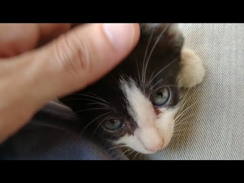 The 1st Moment My Baby Cat Recognize Me As A Father