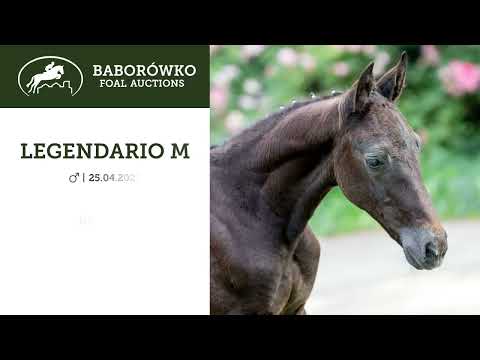 Baborówko Foal Auction 2023: Legendario M (Duc 123 Z x Ekano DKS)