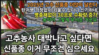 충격!고추모종! 육묘장 농약사용? 2025년 신품종 이거 심으면 30프로 더.고추가 주렁주렁 병충해도 잘 안…