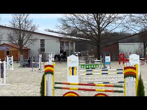 5-jährige Olympic Fire Stute