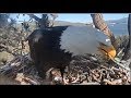 Big Bear Eagles WOOT WOOT Shadow Brings In A Coot For Jackie 2 2 20
