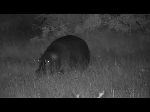 Djuma: Hippo returning to area feeding in Open Area - 04:21 - 04/21/2023