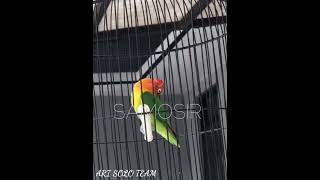 Download lagu Lovebird Konslet #Konslet #Jantanngunci #kobdarkonslet mp3 Download lagu Lovebird Konslet #Konslet #Jantanngunci #kobdarkonslet mp3