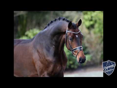 2012 stallion by Don Gigolo (DiMaggio x Diamond Hit) x Don Larino (Don Primero) x Montanus