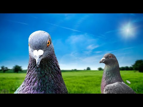 Gołąb🕊️ -  Odgłosy gołębi | Pigeon sound.