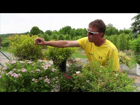 The Street Smart Gardener - Spirea