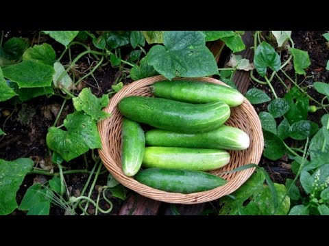 , title : 'cucumber cultivation in greenhouse #cazri'