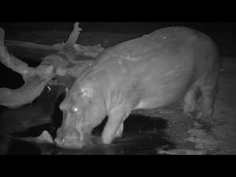 Djuma: Lone Hippo comes to the pan - 21:59 - 09/17/19