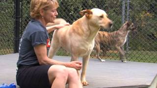 Working to #ClearTheShelter at the SPCA of Wake County