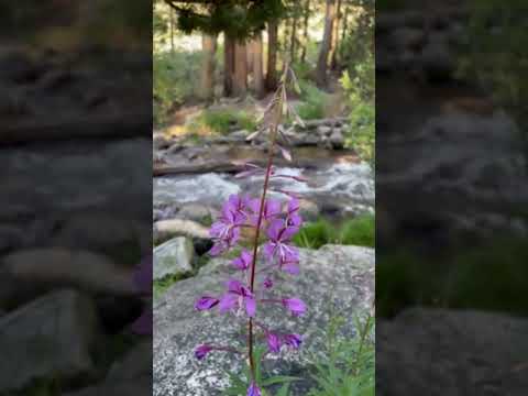 July Wildflowers along the creek