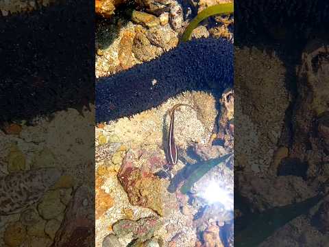 Little fish playing with sea cucumber| Brave Discoveries| Discovery