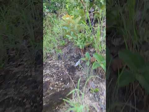 Escalando o Monte S Domingos. Mimoso de Goiás 