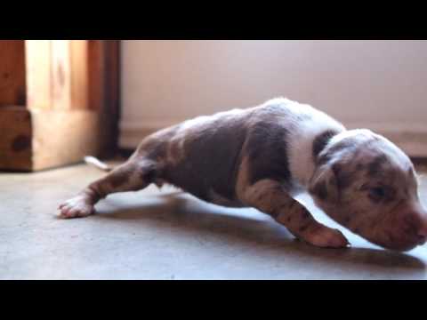 Catahoula Cozette's first steps