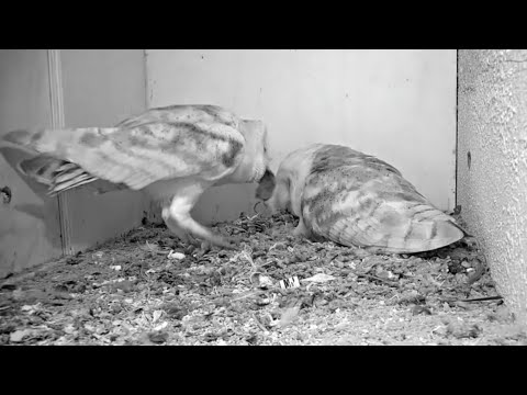 Owl Dad brings second prey for Mom | Lechuzas | Barn Owl | Oct 18, 2025