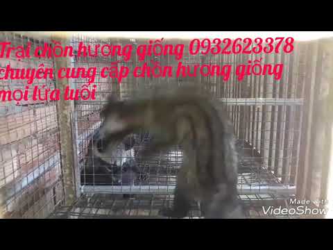 CHỒN HƯƠNG SINH SẢN