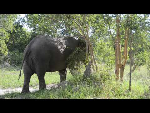 Elephant in our campsite - Savuti, Botswana