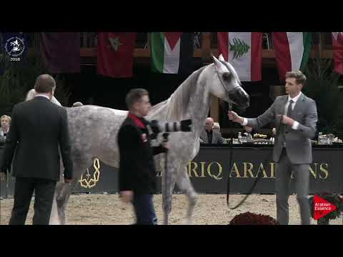 N.141 AJA ATLANTICA - Lier 2018 - 6-7 Years Old Mares (Class 8)