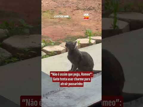 Gato tenta usar charme para atrair passarinho