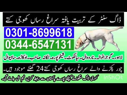 Khoji Dog Center Sadiqabad | khoji kutte Sadiqabad Rahim yar Khan