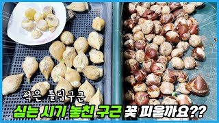 썩은 튤립&심는 시기 놓친 알리움... 과연 꽃을 피워줄까요??